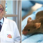 Científicos españoles logran curar cáncer de páncreas en ratones y generan esperanza para humanos